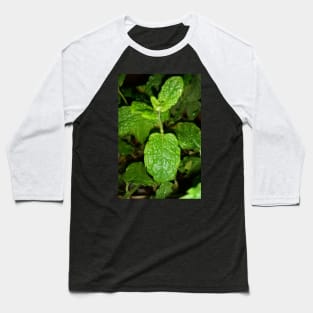 Mint plant leaves Baseball T-Shirt